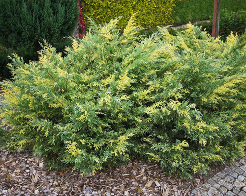 Можжевельник средний Блю энд Голд (Juniperus media Blue and Gold)