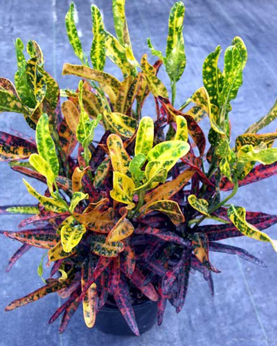 Кодиеум Ред Банана вариегатный (Codiaeum Red Banana)