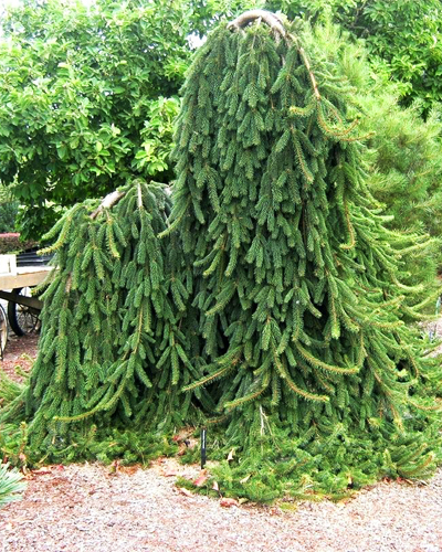 Ель обыкновенная Фробург (Picea abies Frohburg)