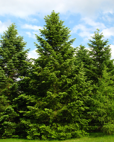 Пихта кавказская Нордмана (Abies Nordmanniana)