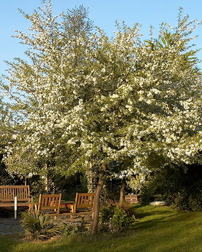 Яблоня Зибольда