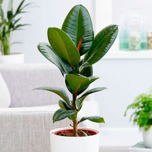 Фикус каучуконосный Эластика (Ficus elastica)