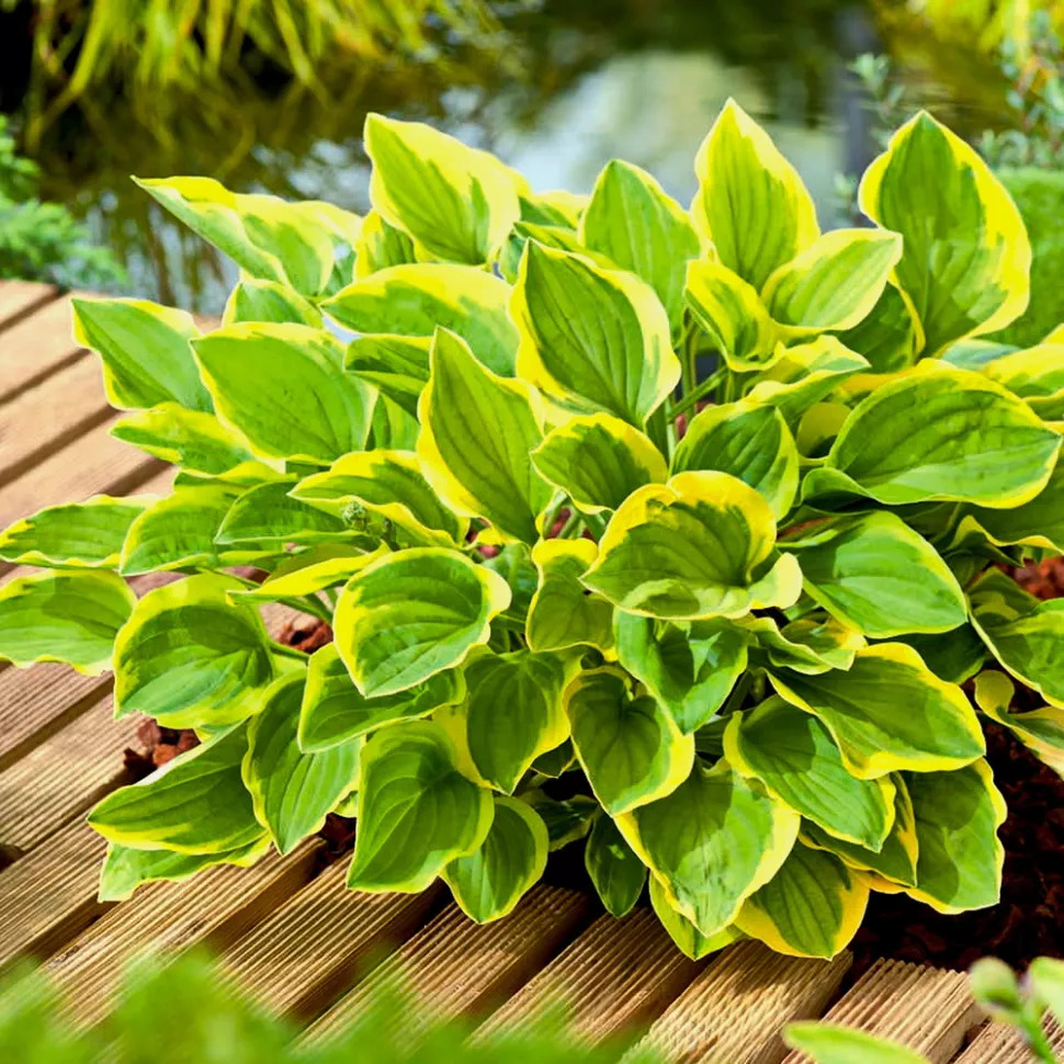 Hosta hybrida Golden Tiara