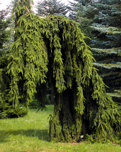 Ель обыкновенная Инверса (Picea abies Inversa)
