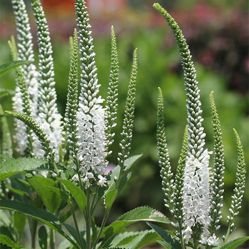 Veronica spicata Snow Pearl