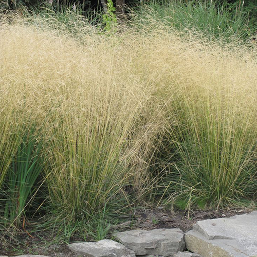 Луговик дернистый Голдшлеер (Deschampsia cespitosa Goldschleier)