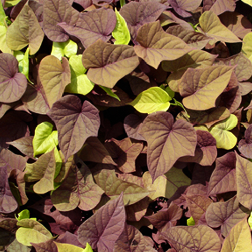 Ипомея батат Sweet Caroline Sweetheart Red (Ipomoea batatas)