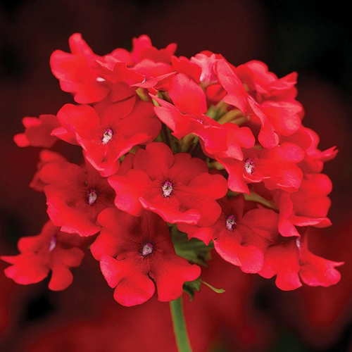 Вербена ампельная Обсешн Каскад Скарлет (Verbena hybrida Obsession Cascade Scarlet)