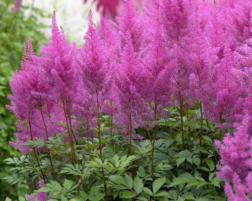 Астильба Арендса Аметист (Astilbe arendsii Amethyst) Астильба Арендса Аметист (Astilbe arendsii Amethyst)