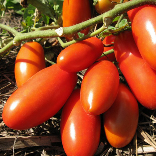 Томат Ракета