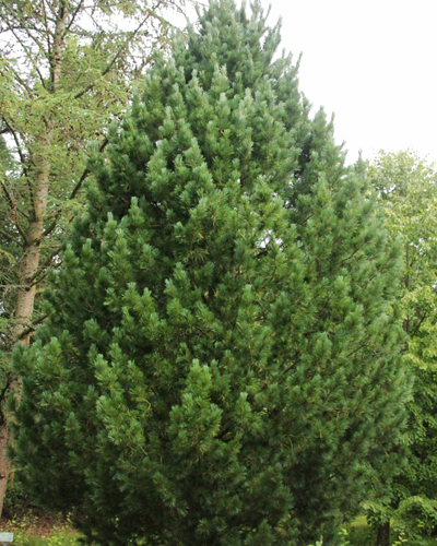 Сосна кедровая европейская (Pinus cembra)