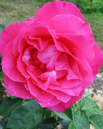 роза Малиновый Звон (Vin Rose)