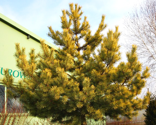Сосна обыкновенная Винтер Голд (Pinus sylvestris Wintergold)