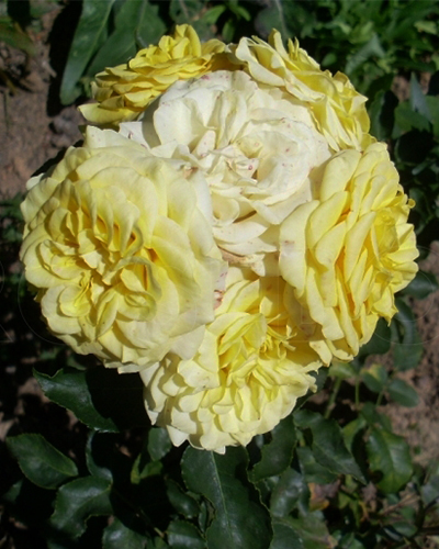 роза Еллоу Эвелин роза Еллоу Эвелин