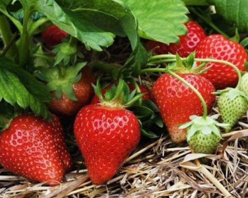 Клубника Мурано