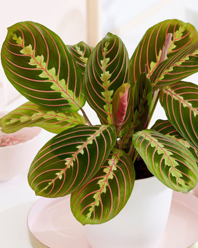 Маранта Фасцинатор (Maranta Fascinator)