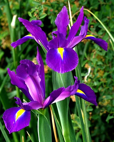 Ирис hollandica Purple