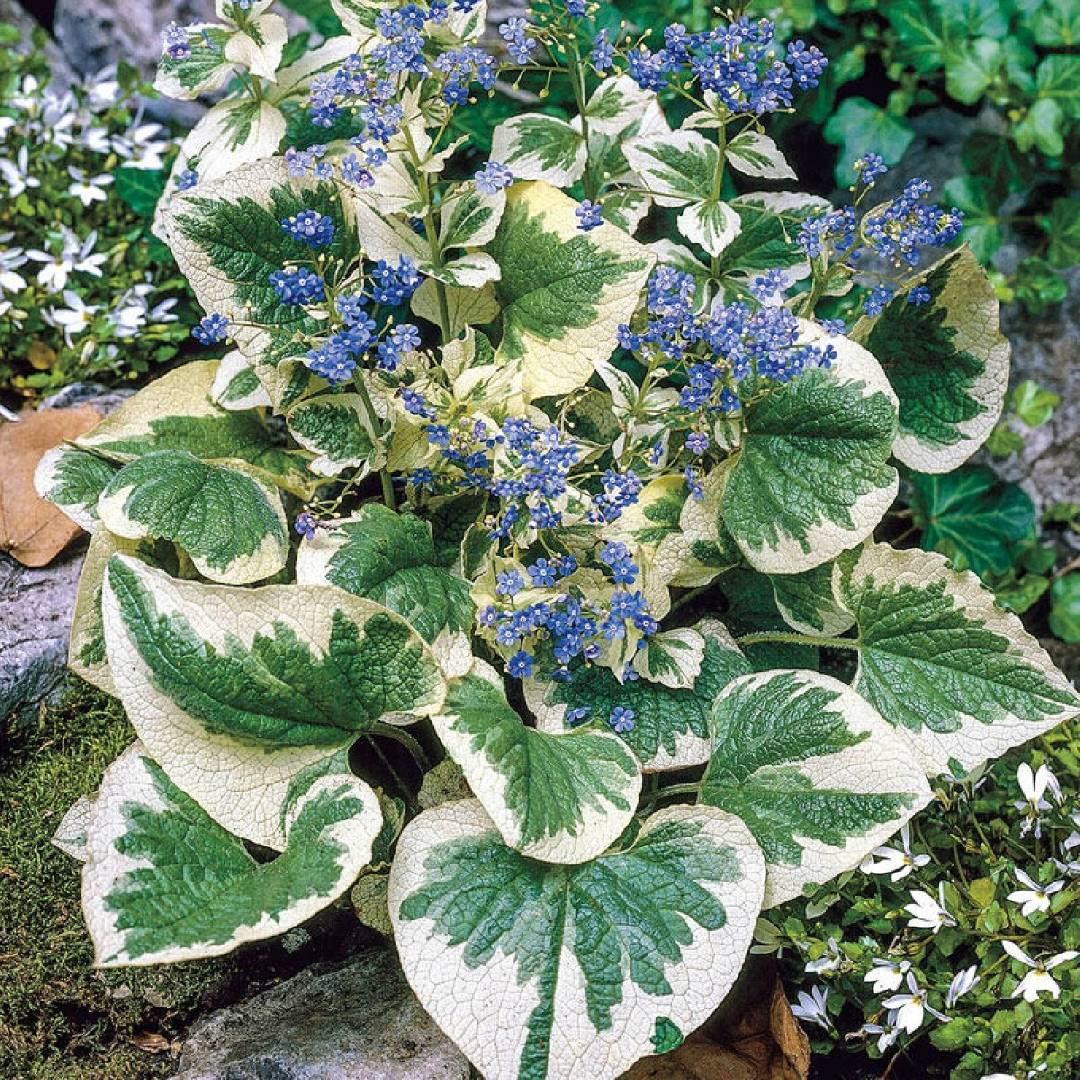 Brunnera macrophilla Variegata