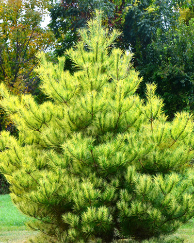 Сосна густоцветная Голден Гоуст (Pinus densiflora Golden Ghost)