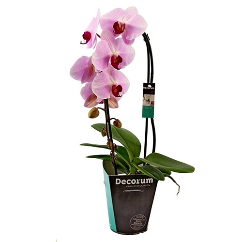 Фаленопсис Розе