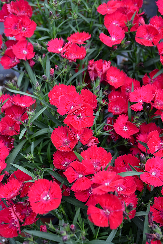 Гвоздика бьютис Тира