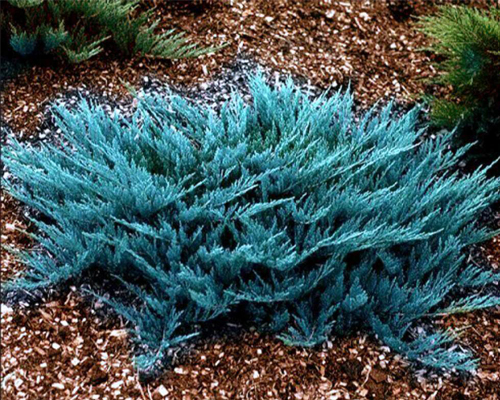 Можжевельник горизонтальный Блю Чип (Juniperus horizontalis Blue Chip)