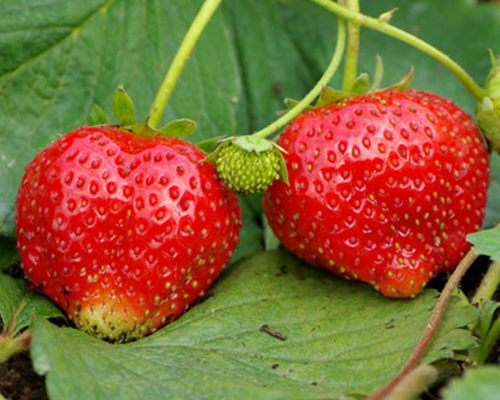 Клубника Снежана