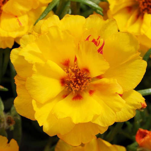 Портулак крупноцветковый Стопвотч Еллоу (Portulaca grandiflora Stopwatch Yellow) Портулак крупноцветковый Стопвотч Еллоу (Portulaca grandiflora Stopwatch Yellow)