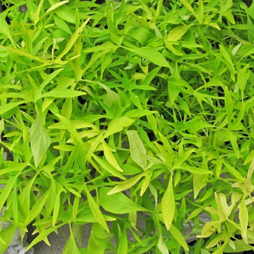 Ипомея батат Illusion Emerald Lace (Ipomoea batatas)