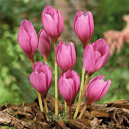 Крокус Zonatus Крокус Zonatus