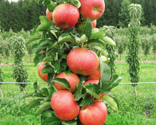 Яблоня колоновидная Триумф