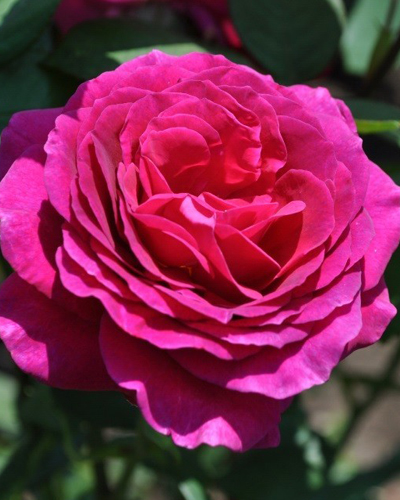 роза Розберри (Roseberry)