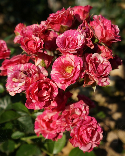 роза Пинк Флеш (Pink Flash)