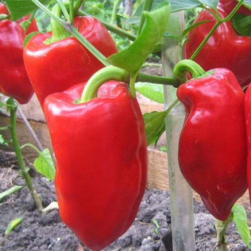 Перец сладкий Подарок Молдовы