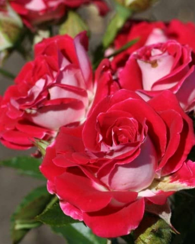 роза Руби Стар (Ruby Star®)