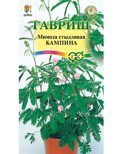 мимоза кампина