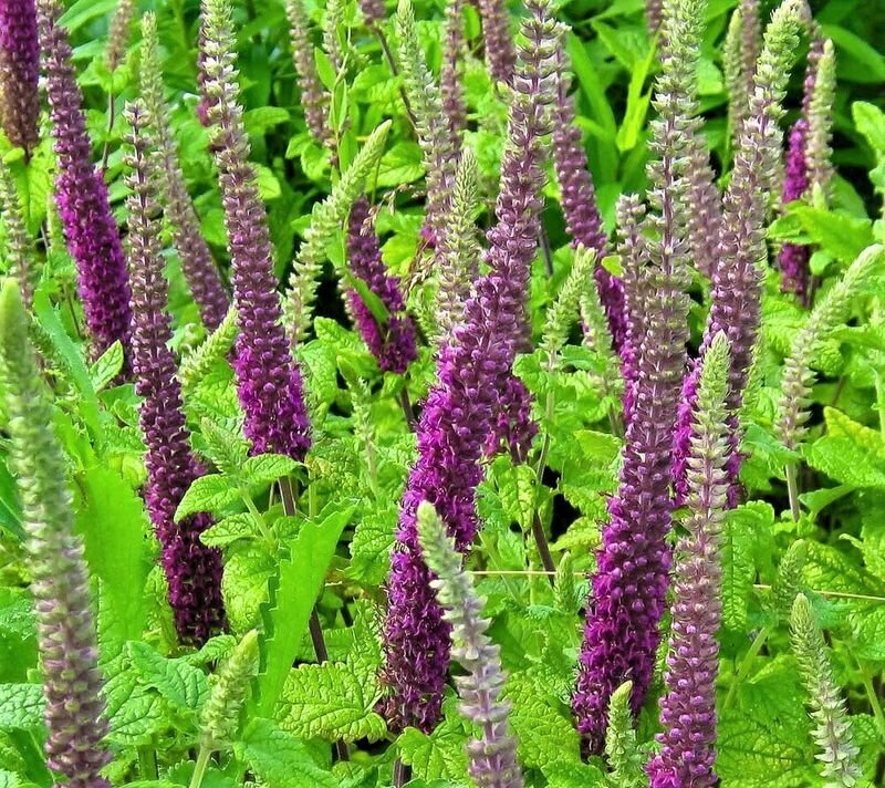 Teucrium hircanicum
