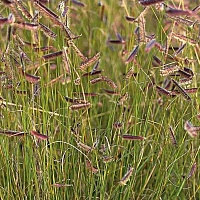 Бутелуа изящная (Boutelua gracilis)