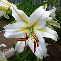 Лилия Cocossa