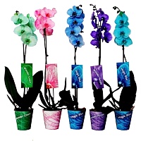 Фаленопсис Gem Point