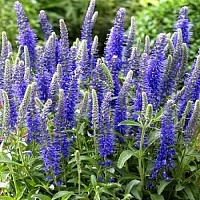 Вероника колосковая Анниверсари Бэби Блю (Veronica spicata Anniversary Baby Blue)