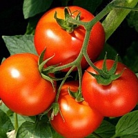 Томат Волгоградский скороспелый 323