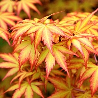 Клен пальмолистный Оранж Дрим (Acer palmatum Orange Dream)