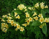 Вейгела миддендорфа (Weigela middendorffiana)
