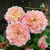 роза Микото