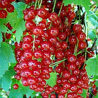 Смородина красная Натали