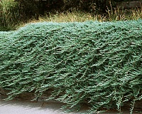Можжевельник горизонтальный Бар Харбор (Juniperus horizontalis Bar Harbor)