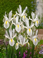 Ирис Dutch White Excelsior