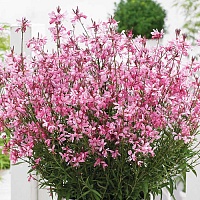 Гаура линдхеймера Бэби Баттерфляй Дарк Пинк (Baby Batterfly Dark Pink)