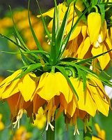 Фритиллярия (рябчик) Lutea Фритиллярия (рябчик) Lutea